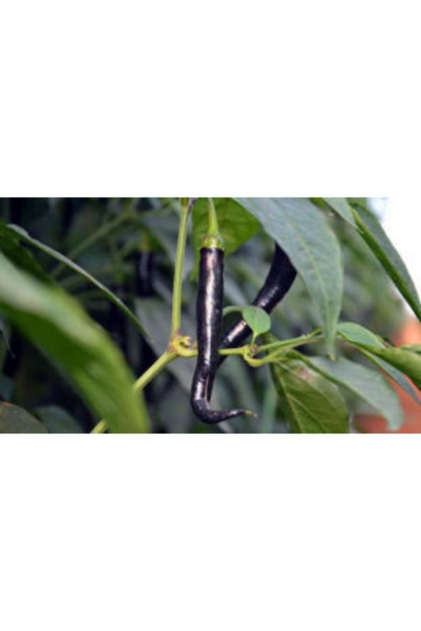 Tohum Dünyam Ithal Acı Siyah Sivri Biber Tohumu Ekim Seti - Resim 3