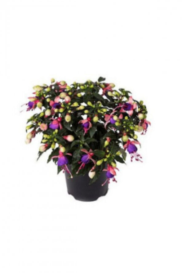 Tohum Dünyam Mor Küpeli Çiçeği Tohumu Ekim Seti 5 - Resim 4