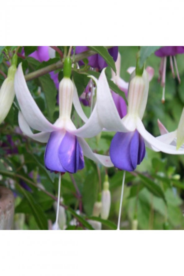 Tohum Dünyam Mor Küpeli Çiçeği Tohumu Ekim Seti 5 - Resim 5