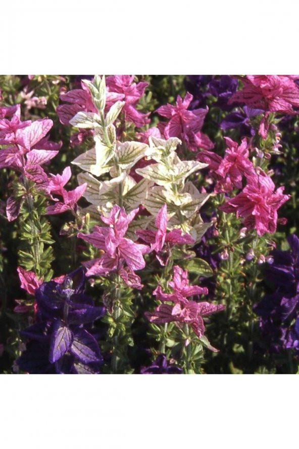 Tohum Dünyam Salvia Horminum Karışık Renkli Adaçayı Çiçeği Tohumu - 1
