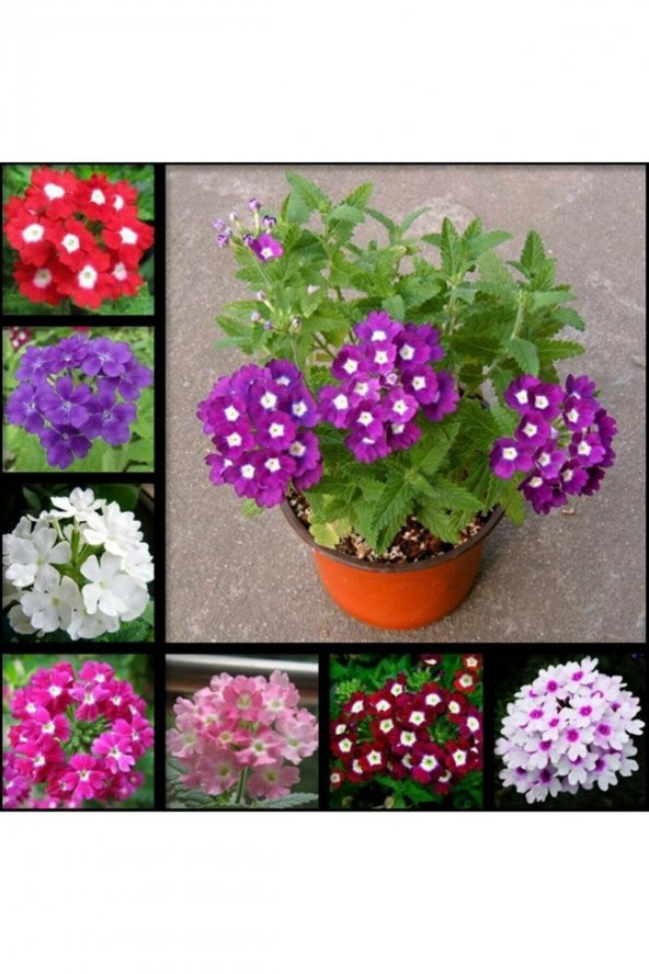 Tohum Dünyam 10 Adet Karışık Renkli Mine Çiçeği Tohumu ( Verbena ) ürün görseli 1