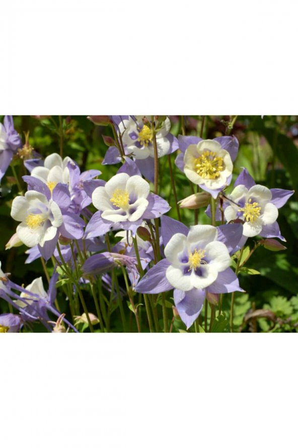 Tohum Dünyam 10 Adet Yer Küpelisi Çiçeği Tohumu (aquilegia Viridiflora) - 4