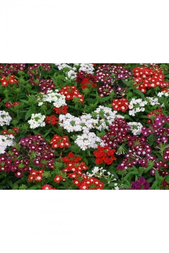 Tohum Dünyam 10 Adet Karışık Renkli Mine Çiçeği Tohumu ( Verbena ) - Resim 3