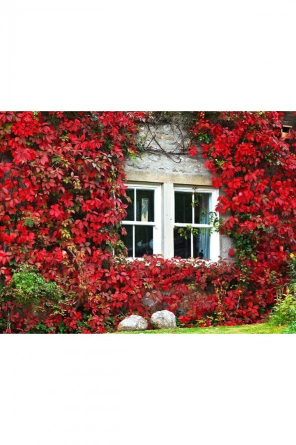 Tohum Dünyam 5 Adet Kırmızı Amerikan Sarmaşığı Tohumu - Resim 2