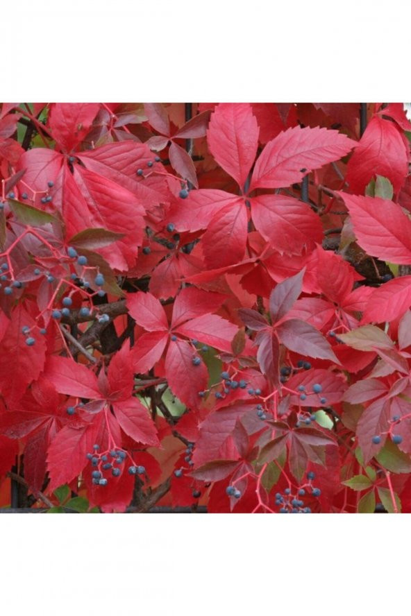 Tohum Dünyam 5 Adet Kırmızı Amerikan Sarmaşığı Tohumu - Resim 4