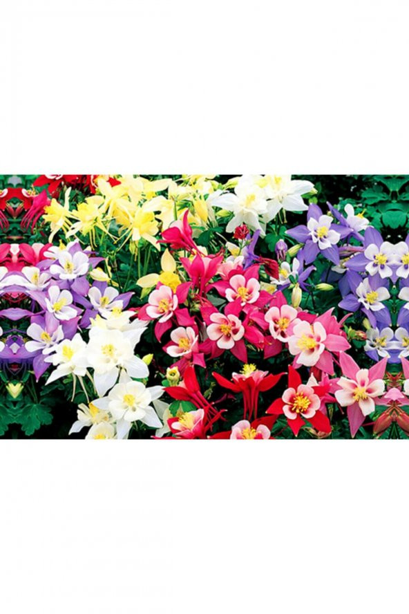 Tohum Dünyam 10 Adet Yer Küpelisi Çiçeği Tohumu (aquilegia Viridiflora)