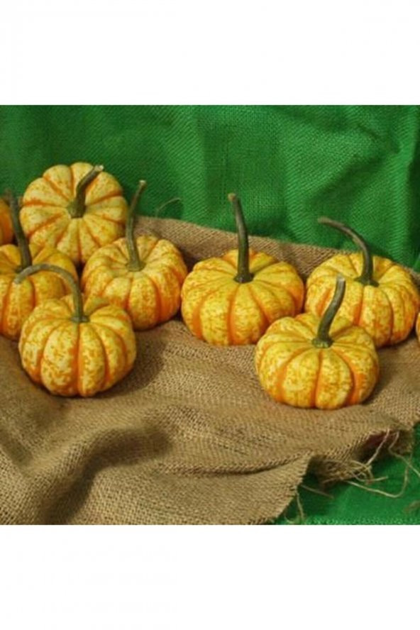 Tohum Dünyam 5 Adet Hooligan Bal Kabağı Tohumu ürün görseli