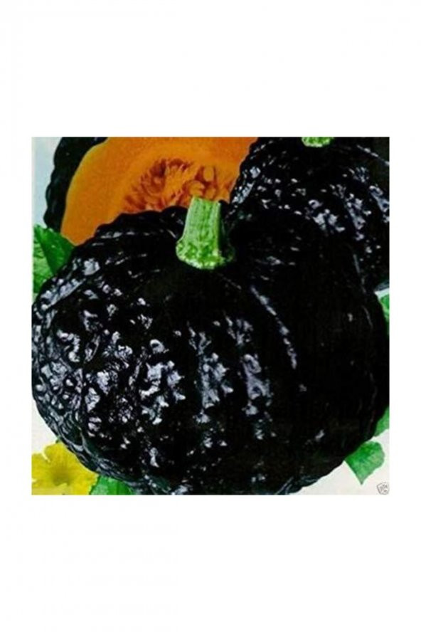 Tohum Dünyam Süper Paket 50 Adet Tohum İthal Nadir Thailand Siyah Bal Kabağı Tohumu Kabak Tohumu