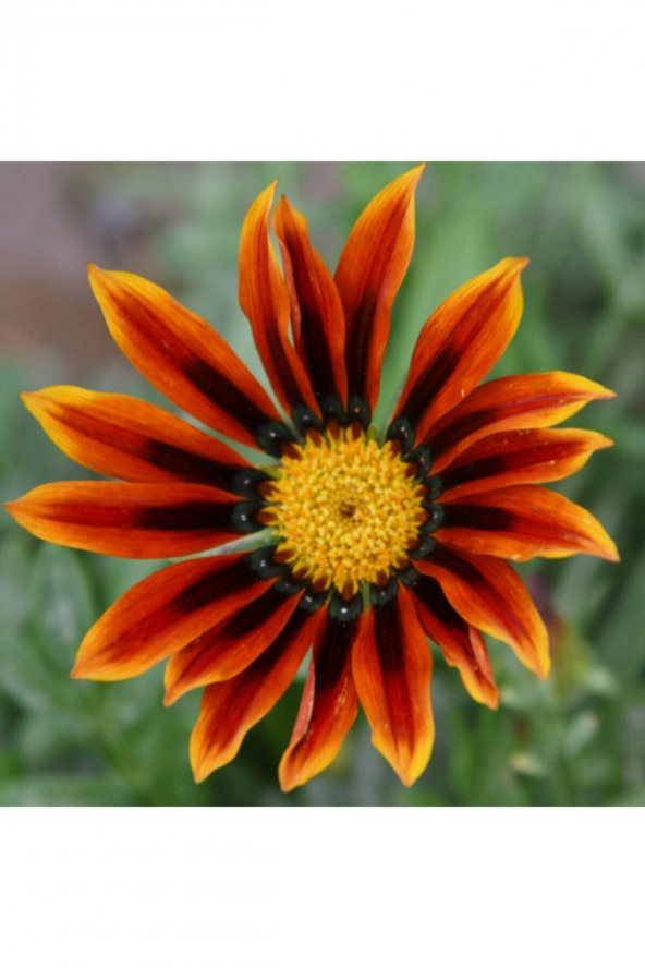 Tohum Dünyam 5 Adet 5 Renk Gazania Çiçeği Tohumu - 4