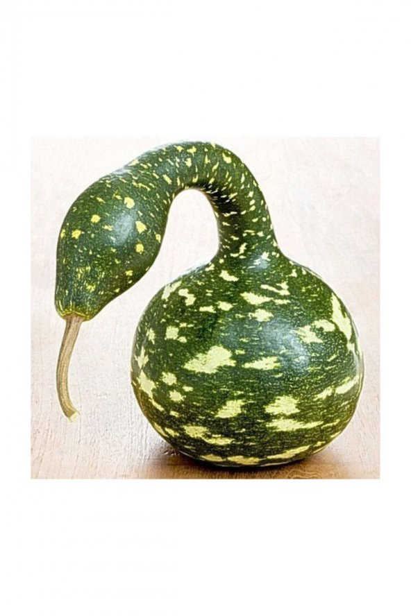 Tohum Dünyam Nadit İthal Kuğu Su Kabağı Tohumu 3 Adet Tohum Kabak Tohumu - Resim 3
