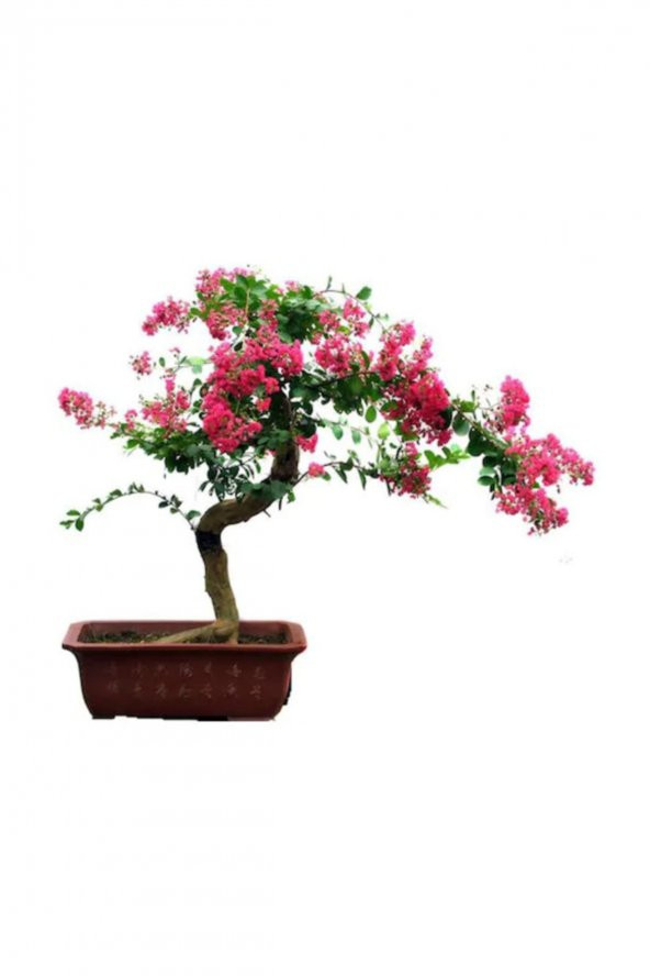 Tohum Dünyam Krep Mersin Bonzai Ağacı Tohumu 5 Adet Bonsai Ağacı Tohumu