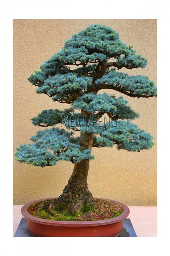 Tohum Dünyam Bodur Mavi Selvi Bonzai Ağacı Tohumu 5 Adet Bonsai Ağacı Tohumu ürün görseli 1
