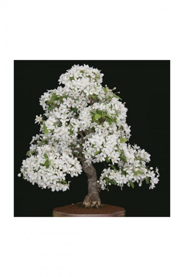 Tohum Dünyam Beyaz Zakkum Bonzai Ağacı Tohumu 5 Adet Bonsai Ağacı Tohumu