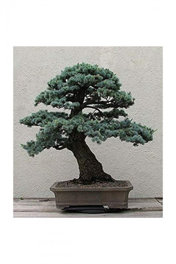 Tohum Dünyam Bodur Mavi Selvi Bonzai Ağacı Tohumu 5 Adet Bonsai Ağacı Tohumu - Resim 2
