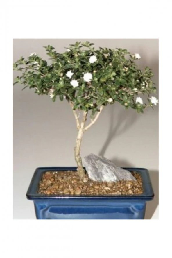 Tohum Dünyam Bodur Beyaz Gül Bonzai Ağacı Tohumu 5 Adet Tohum Bonsai Ağacı Tohumu - 2