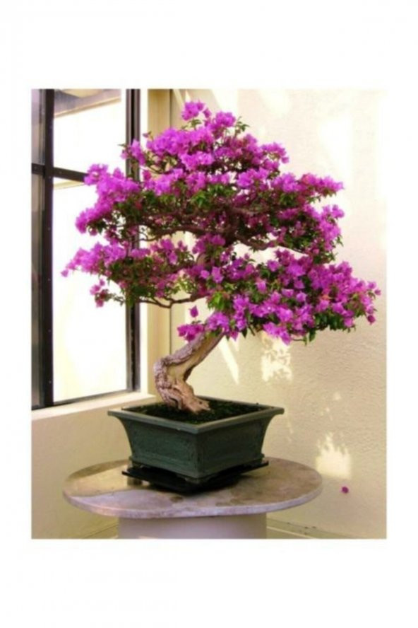 Tohum Dünyam Bodur Mersin Bonzai Ağacı Tohumu 5 Adet Bonsai Ağacı Tohumu - 3