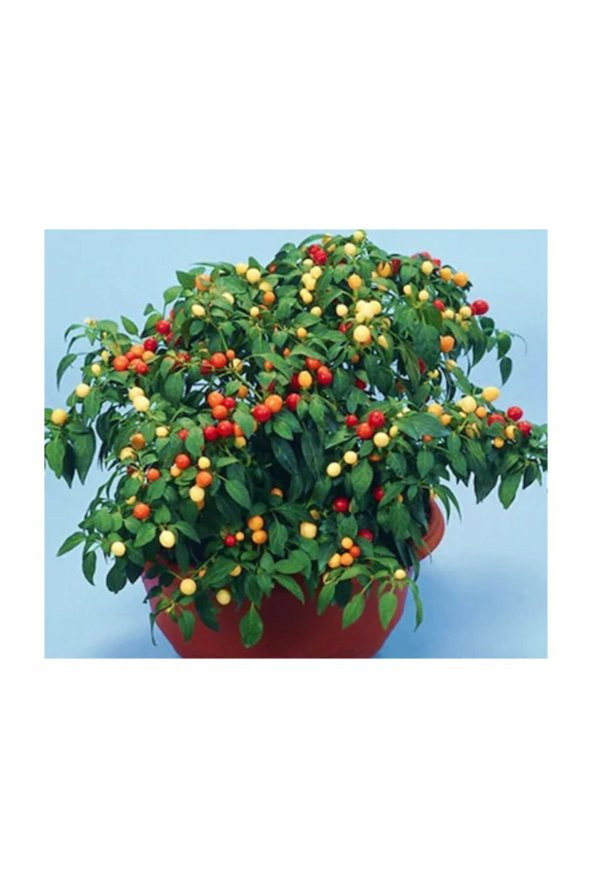 Tohum Dünyam Acı Yakan Top Süs Biberi Tohumu 15 Adet Biber Tohumu - Resim 2