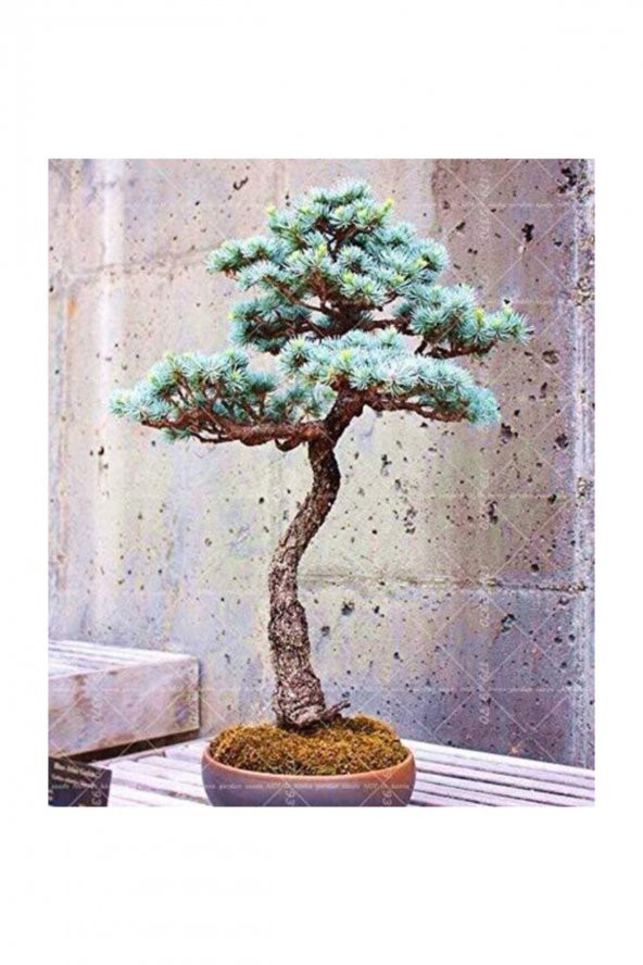 Tohum Dünyam Bodur Mavi Selvi Bonzai Ağacı Tohumu 5 Adet Bonsai Ağacı Tohumu - Resim 4
