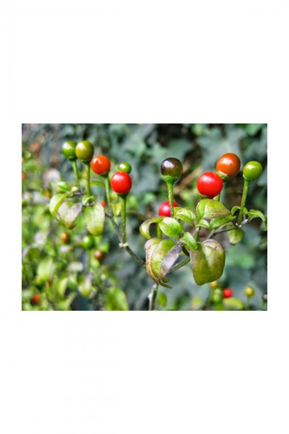 Tohum Dünyam Acı Yakan Top Süs Biberi Tohumu 15 Adet Biber Tohumu - Resim 4