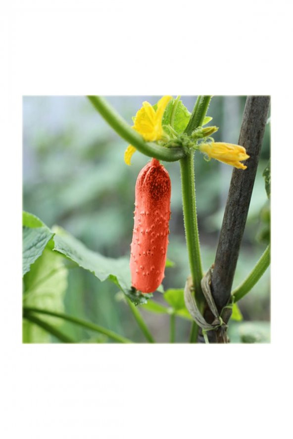 Tohum Dünyam Nadir İthal Kırmızı Salatalık Tohumu 5 Adet Tohum Red Cucumber - 3