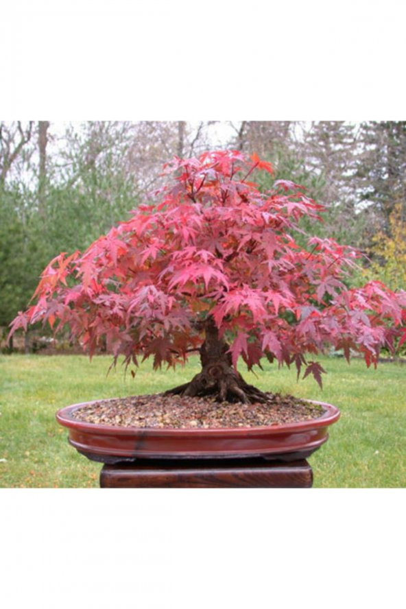 Tohum Dünyam Bodur Japon Redwood Bonzai Ağacı Tohumu 5 Adet Bonsai Ağacı Tohumu - 2