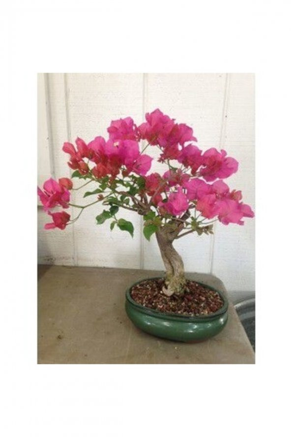 Tohum Dünyam Orkide Bonzai Ağacı Tohumu 5 Adet Bonsai Ağacı Tohumu - 2