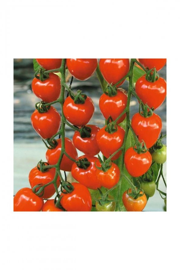 Tohum Dünyam Çilek Domatesi Tohumu 5 Adet Tohum Tometoberry Domates Tohumu - 2