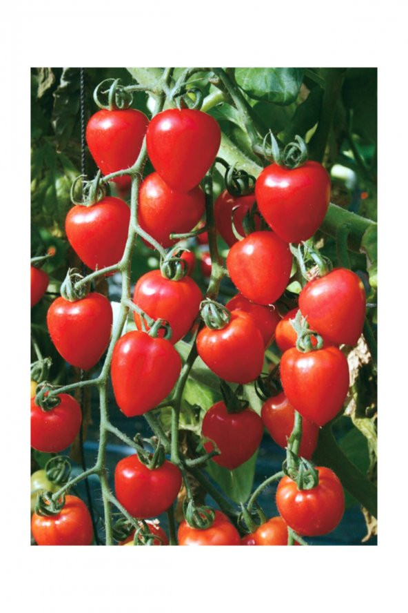 Tohum Dünyam Çilek Domatesi Tohumu 5 Adet Tohum Tometoberry Domates Tohumu - 3