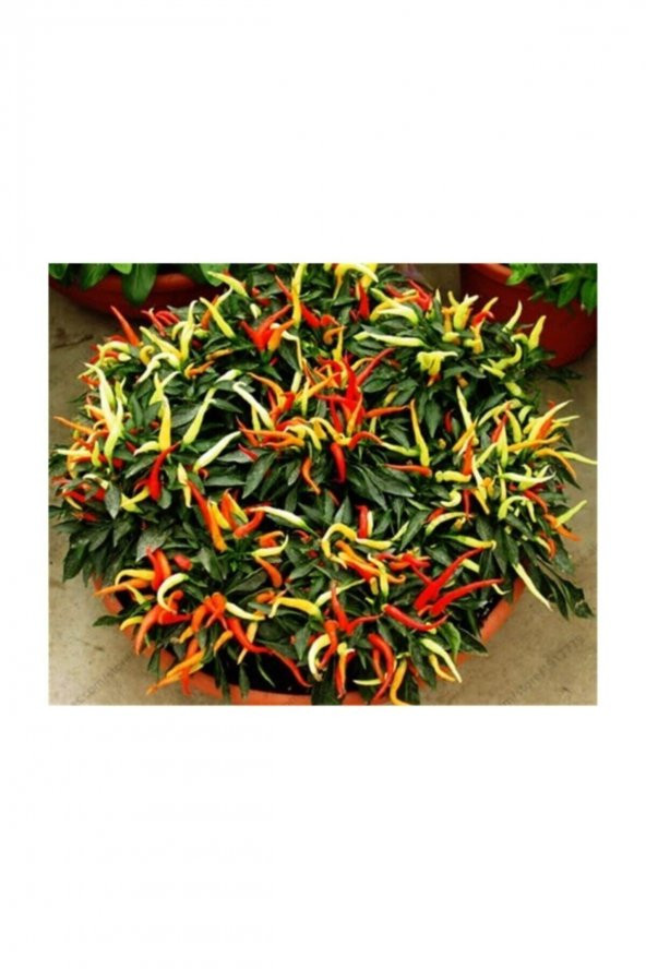 Tohum Dünyam Acı Burbiye Süs Biberi Tohumu 20 Adet Tohum