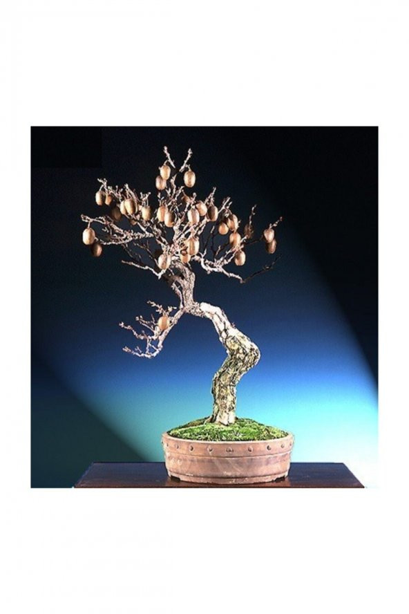 Tohum Dünyam Kivi Bonzai Ağacı Tohumu 5 Adet Bonsai Ağacı Tohumu - 2