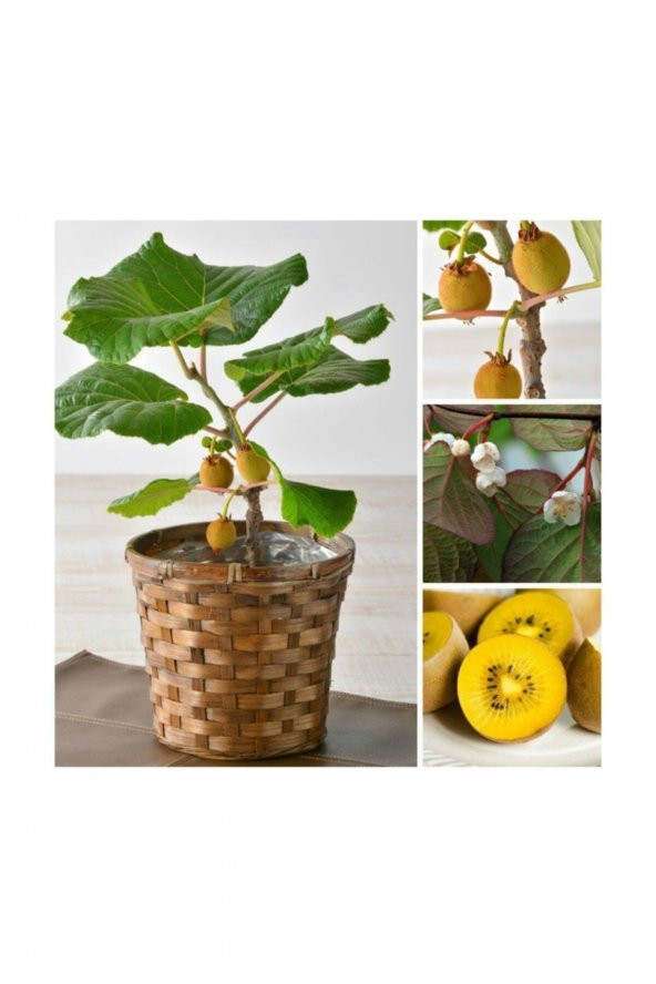 Tohum Dünyam Kivi Bonzai Ağacı Tohumu 5 Adet Bonsai Ağacı Tohumu - 3