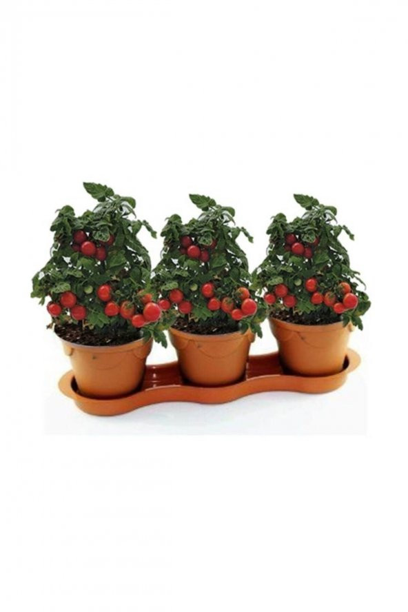 Tohum Dünyam Çam Tohumculuk Cherry Saksılık Domates Tohumu 10 Adet Tohum - 2