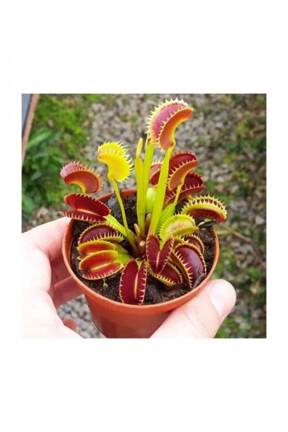 Tohum Dünyam Venus Fly Trap Tohumu 5 Adet Tohum Etçil Bitki Etobur Bitki Sinek Kapan - 3