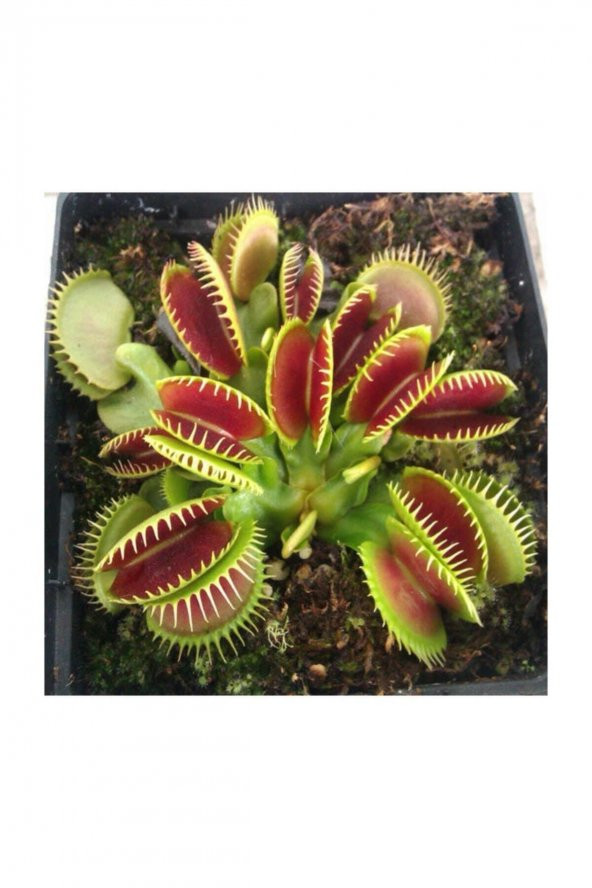 Tohum Dünyam Venus Fly Trap Tohumu 5 Adet Tohum Etçil Bitki Etobur Bitki Sinek Kapan - 4