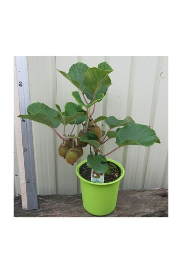 Tohum Dünyam Kivi Bonzai Ağacı Tohumu 5 Adet Bonsai Ağacı Tohumu - 4