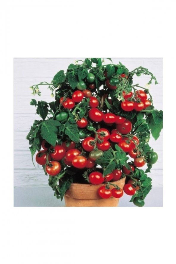 Tohum Dünyam Çam Tohumculuk Cherry Saksılık Domates Tohumu 10 Adet Tohum - 4