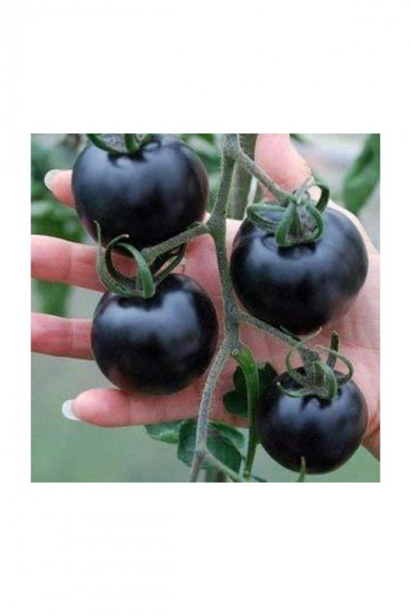 Tohum Dünyam Siyah Domates Tohumu 5 Adet Tohum Black Tomato