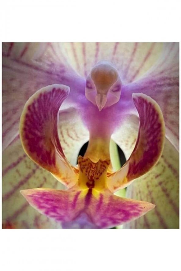 Tohum Dünyam  25 Adet Kuş Şeklinde Orkide Tohumu Phalaenopsis Kuş Şeklinde Orkide Tohumu ürün görseli 1