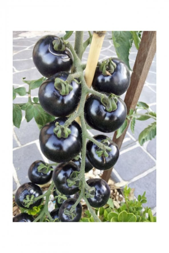 Tohum Dünyam Siyah Domates Tohumu 5 Adet Tohum Black Tomato - 2
