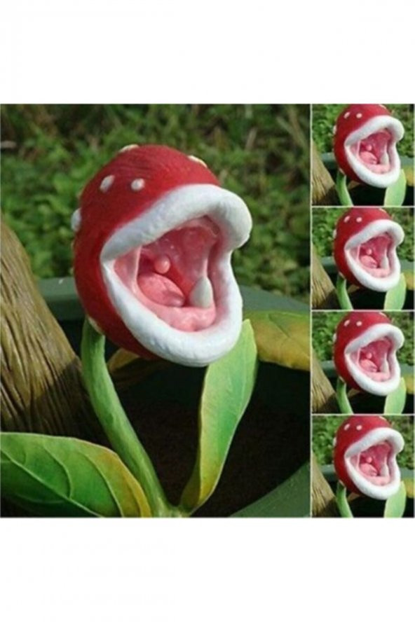 Tohum Dünyam Etçil Etobur Sinek Kapan Bitkisi Tohumu 5 Adet Tohum ürün görseli 1