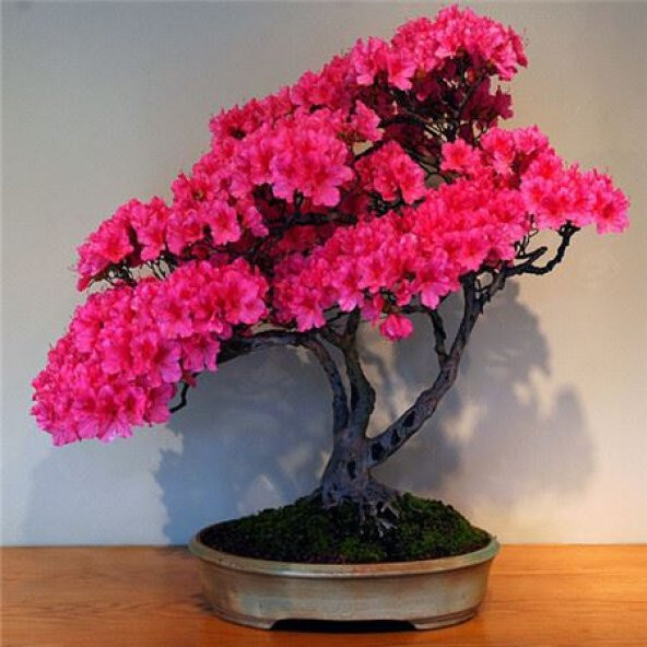 Tohum Dünyam Bodur Pembe Azalea Bonsai Ağacı Tohumu 5 Adet Tohum - 1