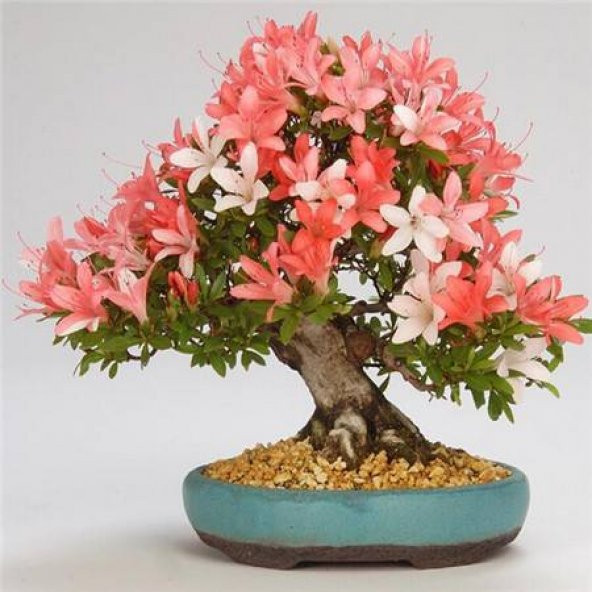 Tohum Dünyam Bodur Turuncu Beyaz Azalea Bonsai Ağacı Tohumu 5 Adet Tohum