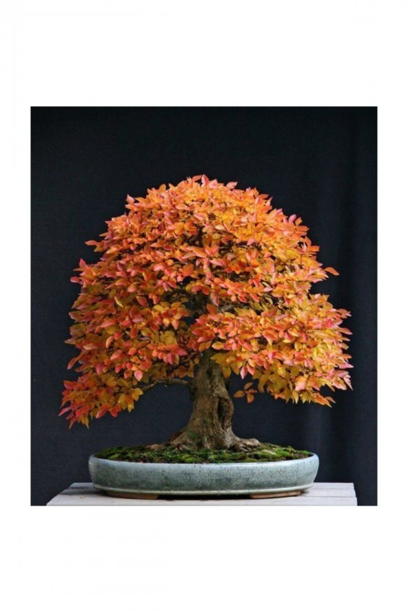 Tohum Dünyam Liquidambar Bonsai Ağacı Tohumu 5 Adet Bonsai Ağacı Tohumu - 2