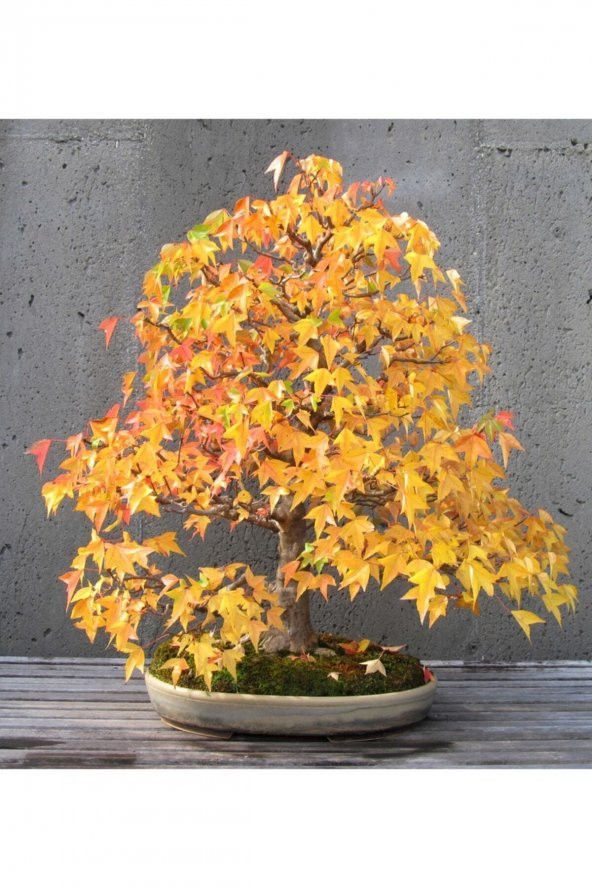 Tohum Dünyam Liquidambar Bonsai Ağacı Tohumu 5 Adet Bonsai Ağacı Tohumu - 3