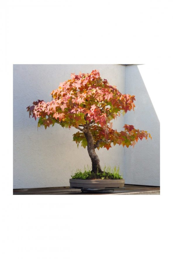 Tohum Dünyam Bodur Çınar Bonzai Ağacı Tohumu 5 Adet Bonsai Ağacı Tohumu - 2