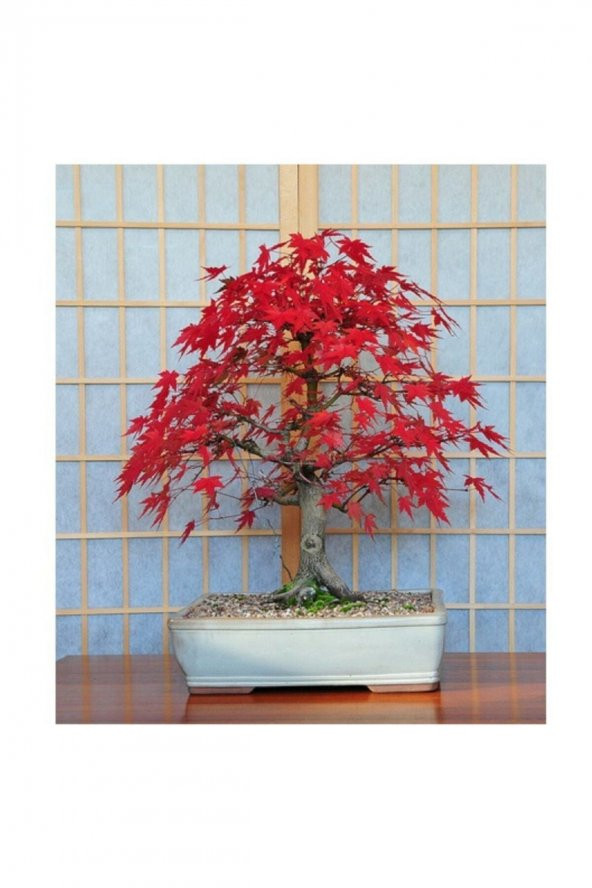 Tohum Dünyam Bodur Acer Rubrum Bonzai Ağacı Tohumu 5 Adet Bonsai Ağacı Tohumu - 3