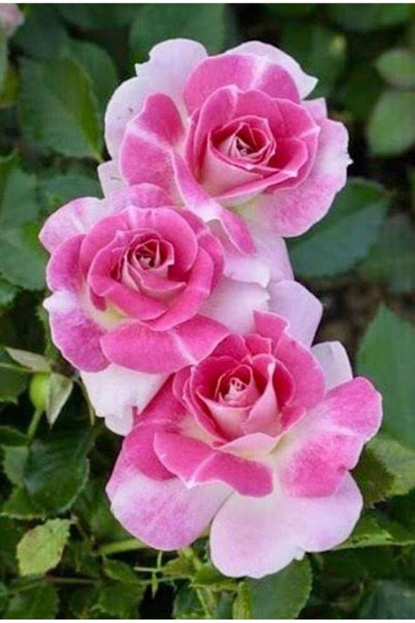 Tohum Dünyam 5 Adet Pembe Beyaz Gül Tohumu ürün görseli 1