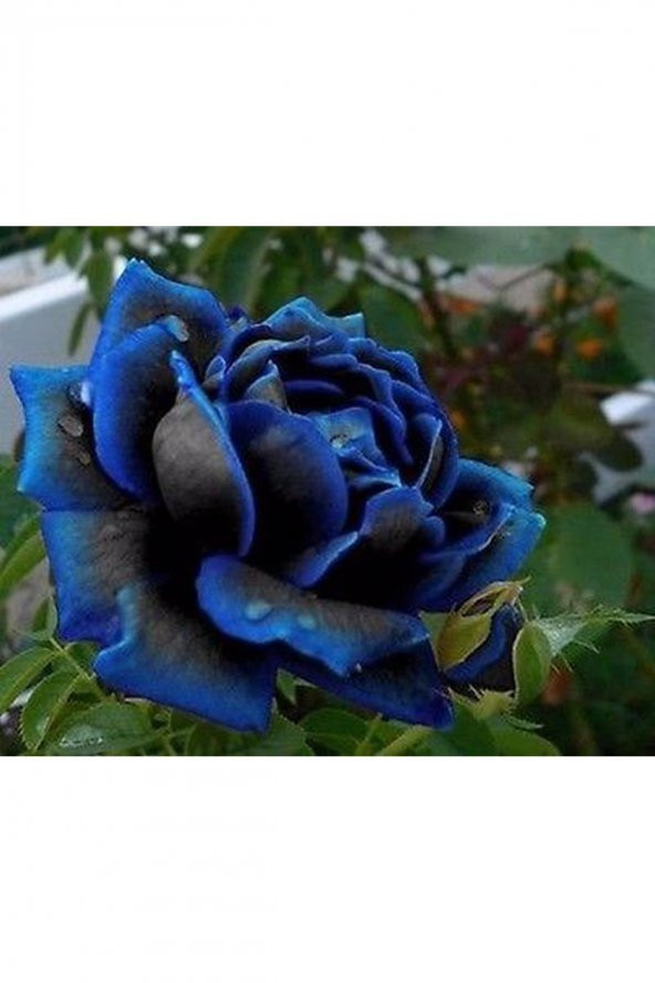 Tohum Dünyam 5 Adet Nadir Otantik Siyah Gül Tohumu