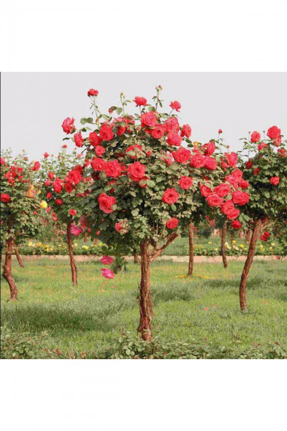 Tohum Dünyam 5 Adet Bodur Kırmızı Gül Ağacı Tohumu