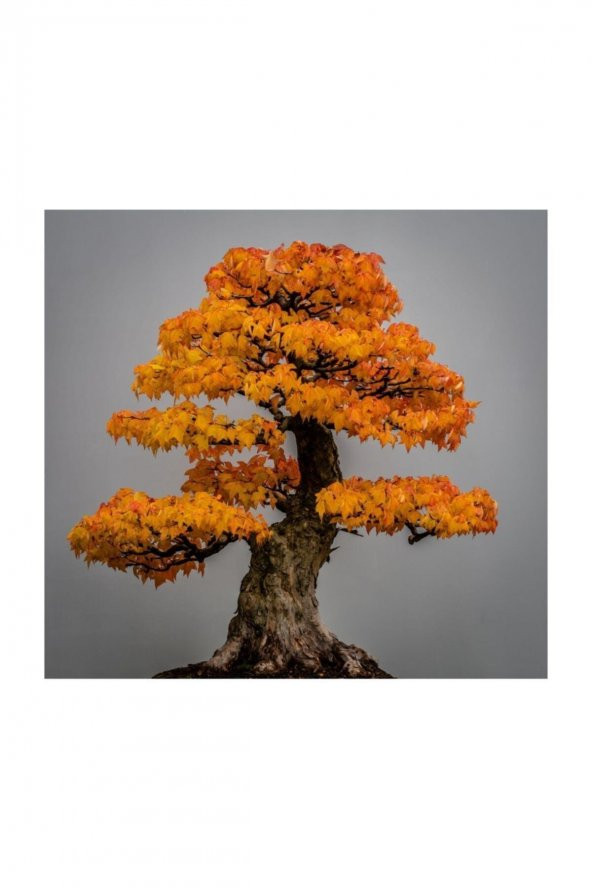 Tohum Dünyam Liquidambar Bonsai Ağacı Tohumu 5 Adet Bonsai Ağacı Tohumu